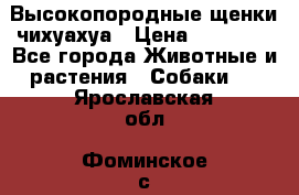 Высокопородные щенки чихуахуа › Цена ­ 25 000 - Все города Животные и растения » Собаки   . Ярославская обл.,Фоминское с.